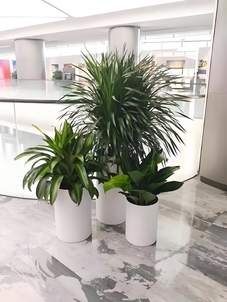 紧跟搜索习惯，镇海花木租摆打造个性空间指南